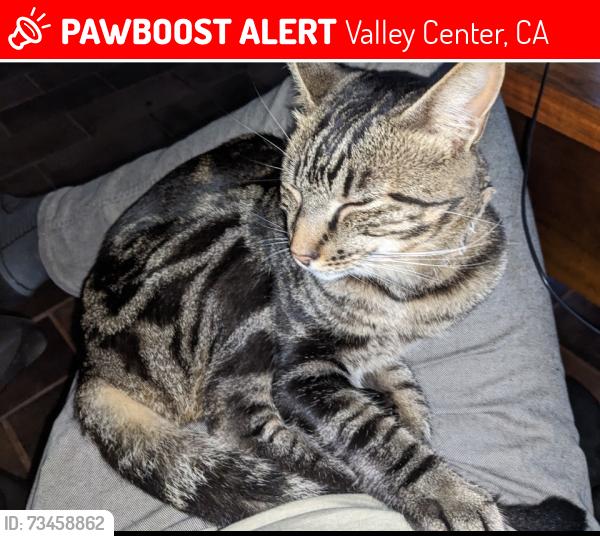 Lost Female Cat last seen Camino del Venado, Valley Center, CA 92082