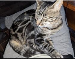 Lost Female Cat last seen Camino del Venado, Valley Center, CA 92082