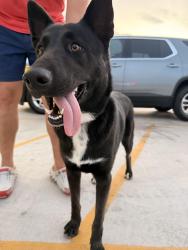 Found/Stray Unknown Dog last seen Dollar general, Brownsville, TX 78520
