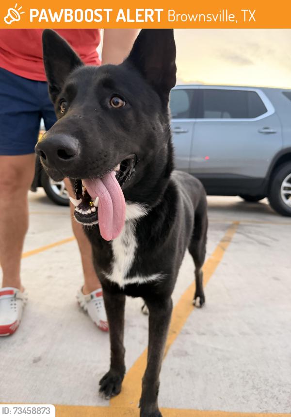 Found/Stray Unknown Dog last seen Dollar general, Brownsville, TX 78520