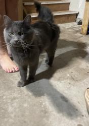 Found/Stray Unknown Cat last seen Hugo equipment company, Hugo, MN 55038