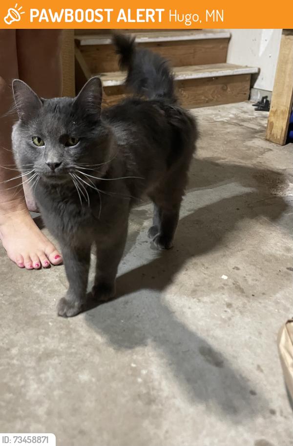 Found/Stray Unknown Cat last seen Hugo equipment company, Hugo, MN 55038
