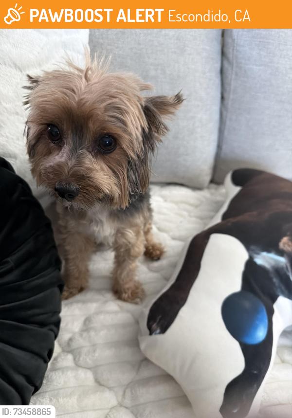 Found/Stray Male Dog last seen Beetoven and Sierra Linda, Escondido, CA 92025