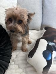 Found/Stray Male Dog last seen Beetoven and Sierra Linda, Escondido, CA 92025