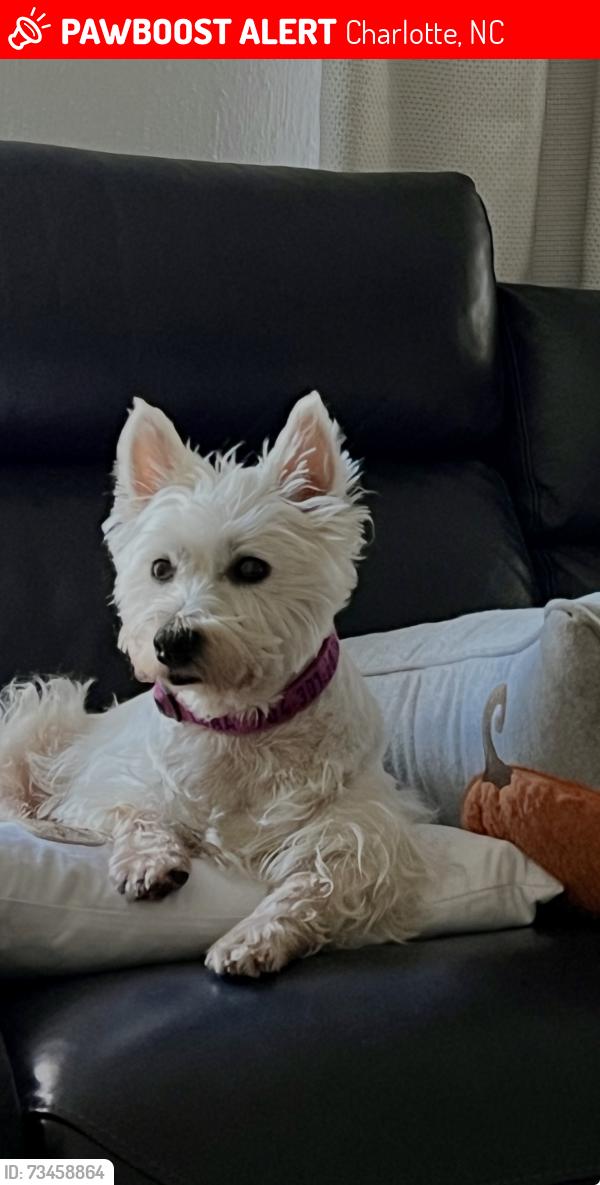 Lost Female Dog last seen Huntingtowne Farms Neighborhood, Charlotte, NC 28210
