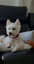 Lost Female Dog last seen Huntingtowne Farms Neighborhood, Charlotte, NC 28210