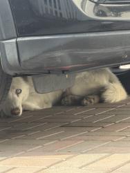 Found/Stray Male Dog last seen Lucretia near Yerba Buena high school, San Jose, CA 95122
