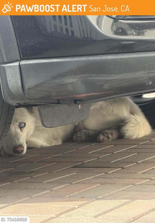 Found/Stray Male Dog last seen Lucretia near Yerba Buena high school, San Jose, CA 95122