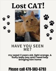Lost Male Cat last seen Duncan Ives dr and sardis church rd, Gwinnett County, GA 30519