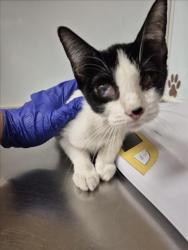 Shelter Stray Female Cat last seen Near BLOCK S WASHINGTON AVE, WICHITA KS 67216, 3303 N Hillside St, Wichita, KS 67219, USA