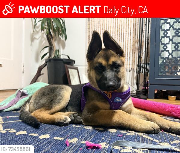Lost Female Dog last seen Between Crocker and Evergreen, Daly City, CA 94014