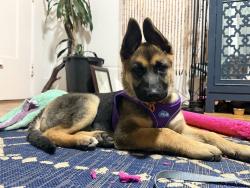 Lost Female Dog last seen Between Crocker and Evergreen, Daly City, CA 94014