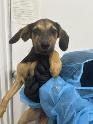 Shelter Stray Female Dog last seen Near BLOCK W BARSTOW AVE, FRESNO CA 93711 2604, 5277 E Airways Blvd, Fresno, CA 93727, USA