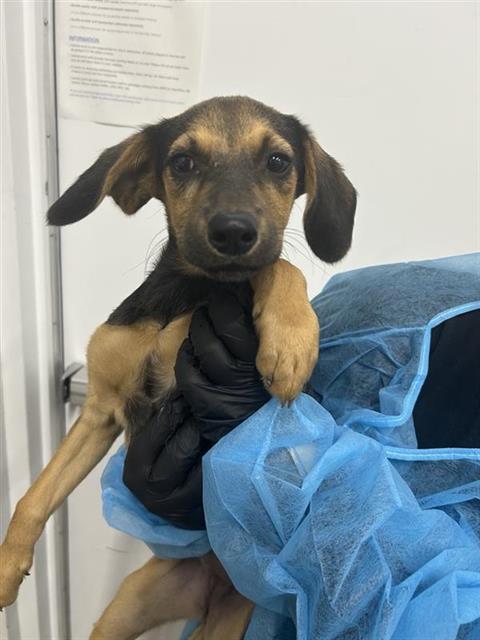 Shelter Stray Female Dog last seen Near BLOCK W BARSTOW AVE, FRESNO CA 93711 2604, 5277 E Airways Blvd, Fresno, CA 93727, USA