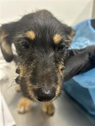 Shelter Stray Female Dog last seen Near BLOCK W BARSTOW AVE, FRESNO CA 93711 2604, 5277 E Airways Blvd, Fresno, CA 93727, USA