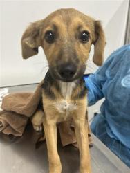 Shelter Stray Female Dog last seen Near BLOCK W BARSTOW AVE, FRESNO CA 93711 2604, 5277 E Airways Blvd, Fresno, CA 93727, USA