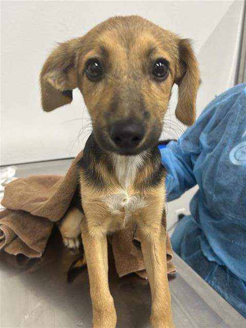 Shelter Stray Female Dog last seen Near BLOCK W BARSTOW AVE, FRESNO CA 93711 2604, 5277 E Airways Blvd, Fresno, CA 93727, USA
