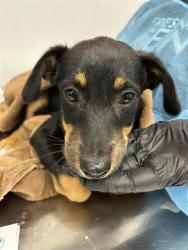 Shelter Stray Female Dog last seen Near BLOCK W BARSTOW AVE, FRESNO CA 93711 2604, 5277 E Airways Blvd, Fresno, CA 93727, USA