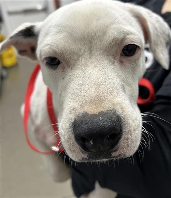 Shelter Stray Female Dog last seen Near BLOCK W CAMBRIDGE AVE, FRESNO CA 93705 4809, 5277 E Airways Blvd, Fresno, CA 93727, USA