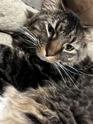 Lost Male Cat last seen Sheridan and forest hill, Peoria, IL 61604