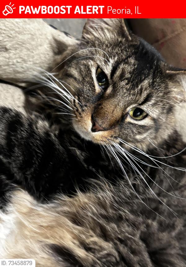 Lost Male Cat last seen Sheridan and forest hill, Peoria, IL 61604