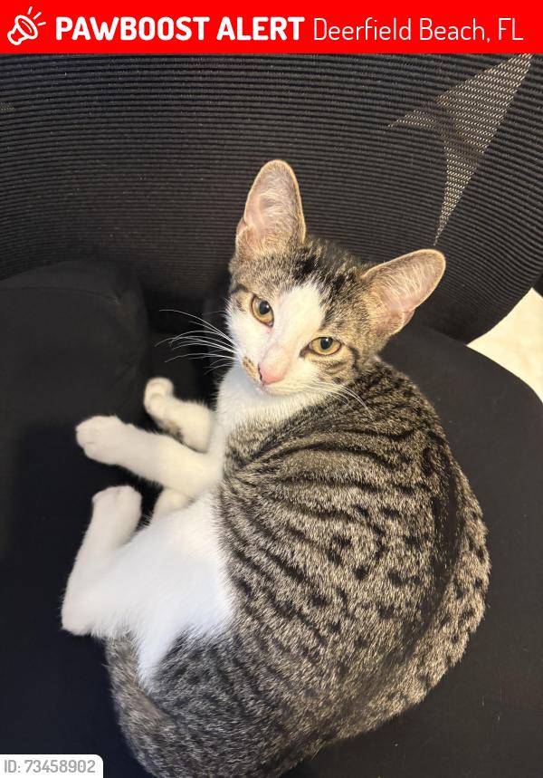 Lost Male Cat last seen Tivoli park, Deerfield Beach, FL 33441