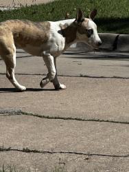 Found/Stray Unknown Dog last seen Douglas Edgemoor, Wichita, KS 67208