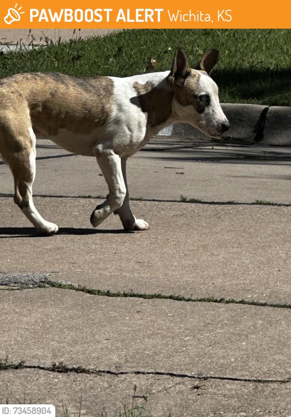 Found/Stray Unknown Dog last seen Douglas Edgemoor, Wichita, KS 67208