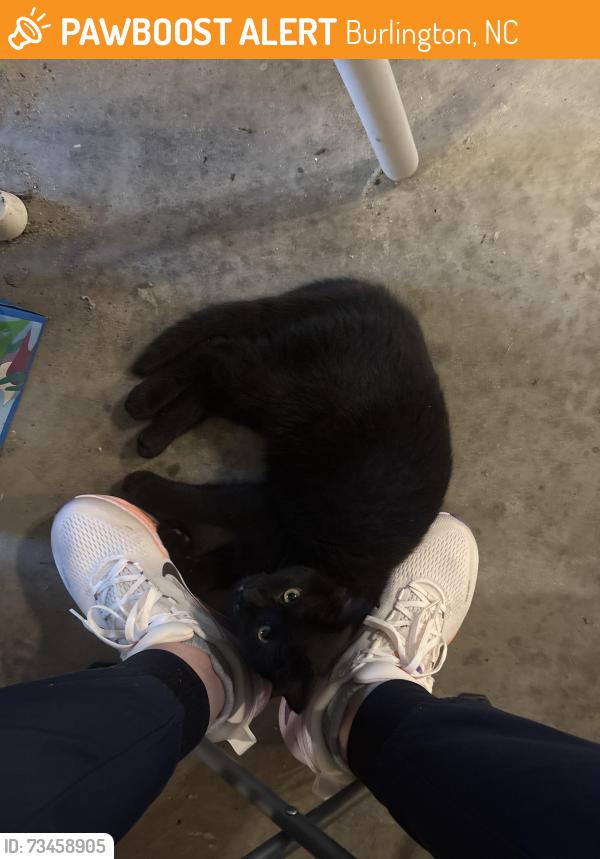 Found/Stray Unknown Cat last seen Longview Dr, Burlington, NC 27215