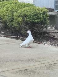Found/Stray Unknown Bird last seen apmt Buildings 3 and 4, Austin, TX 78748