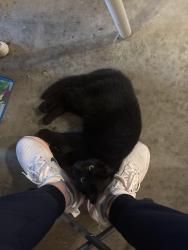 Found/Stray Unknown Cat last seen Longview Dr, Burlington, NC 27215