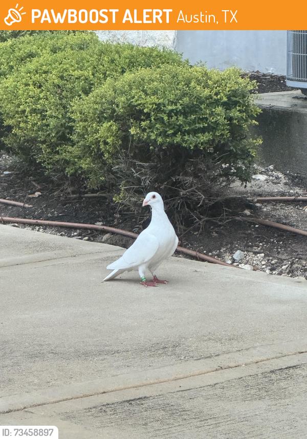 Found/Stray Unknown Bird last seen apmt Buildings 3 and 4, Austin, TX 78748