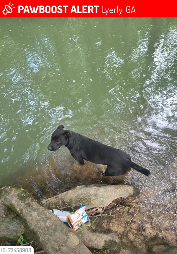 Lost Female Dog last seen Lyerly dam, Lyerly, GA 30730