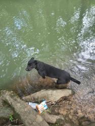 Lost Female Dog last seen Lyerly dam, Lyerly, GA 30730
