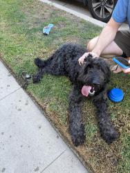 Found/Stray Male Dog last seen Kenmore and Finley, Los Angeles, CA 90027