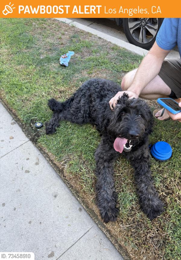Found/Stray Male Dog last seen Kenmore and Finley, Los Angeles, CA 90027