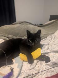 Reunited Male Cat last seen NE 102nd & Skidmore St, Portland, OR 97220