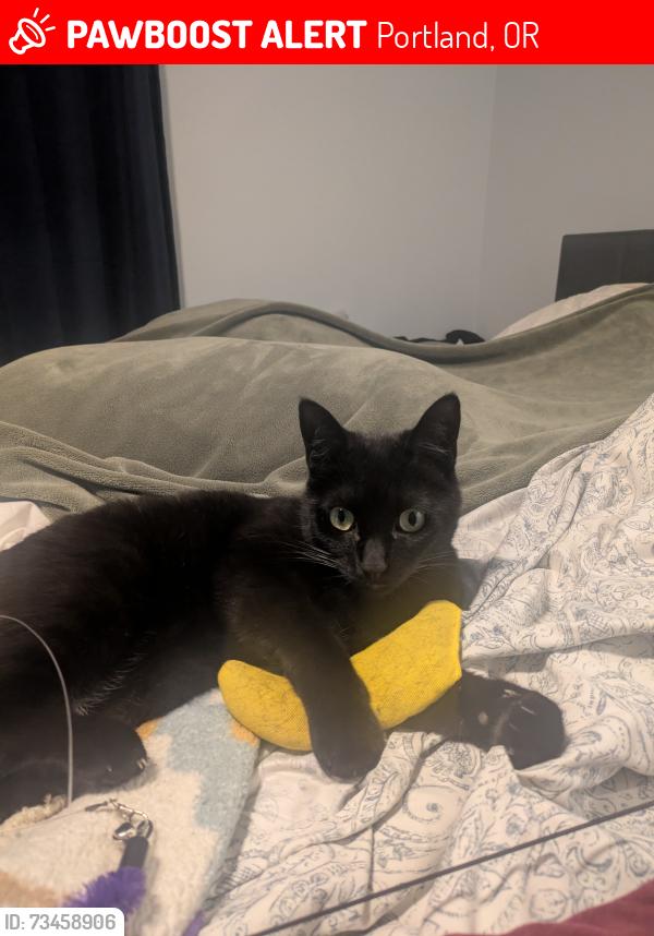 Lost Male Cat last seen NE 102nd & Skidmore St, Portland, OR 97220
