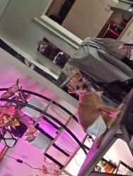 Reunited Female Dog last seen Wisconsin ave, Milwaukee, WI 53208