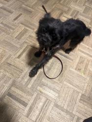 Lost Male Dog last seen Avenida del vista, Corona, CA 92883