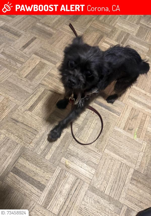 Lost Male Dog last seen Avenida del vista, Corona, CA 92883
