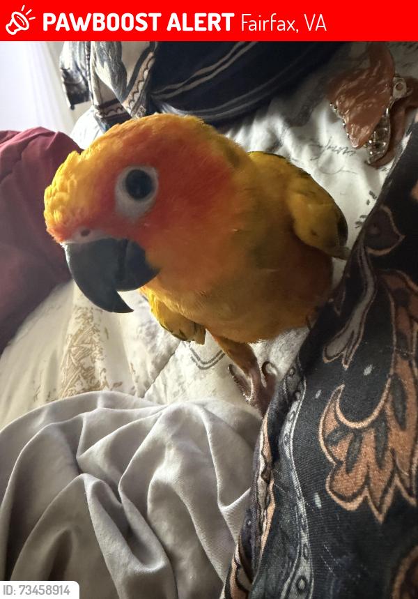Lost Female Bird last seen Picket Rd and Main Street being the Chuck E. Cheese in those big huge trees, Fairfax, VA 22031