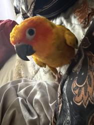 Lost Female Bird last seen Picket Rd and Main Street being the Chuck E. Cheese in those big huge trees, Fairfax, VA 22031