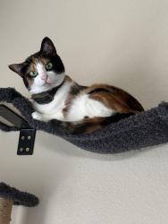 Lost Female Cat last seen Sheltend Gate, San Antonio, TX 78254