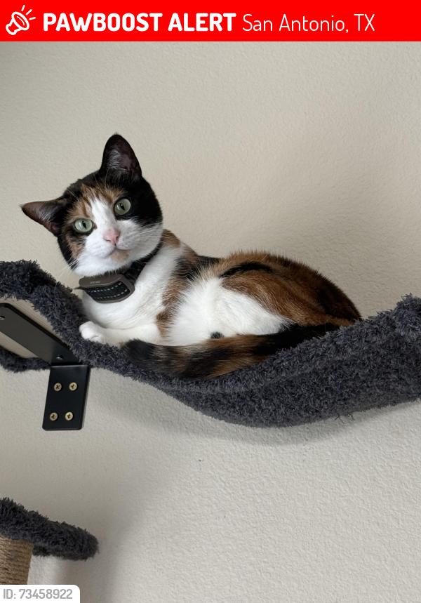 Lost Female Cat last seen Sheltend Gate, San Antonio, TX 78254