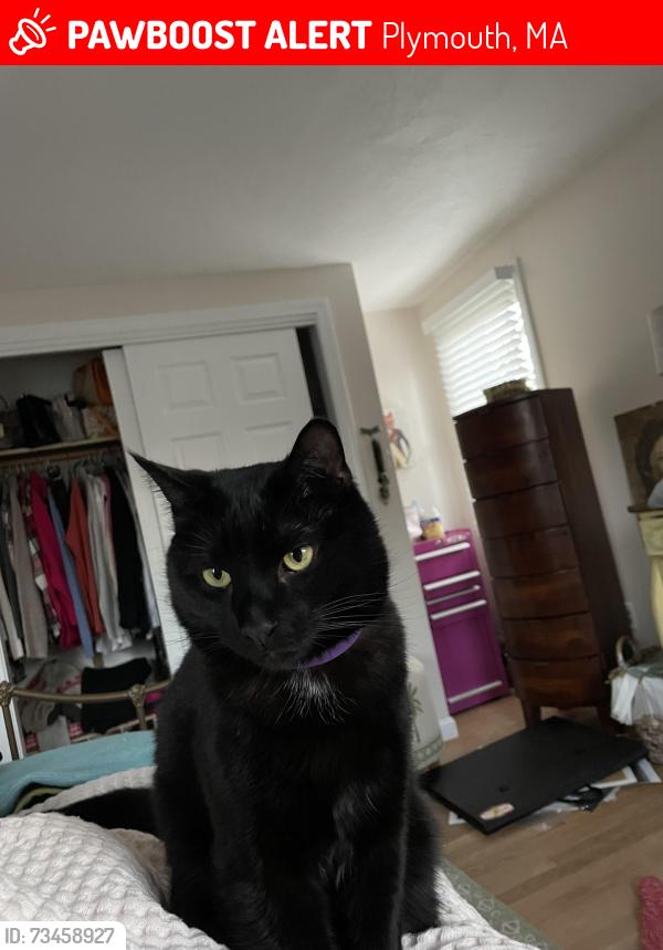 Lost Male Cat last seen Leland Way and South Street., Plymouth, MA 02360