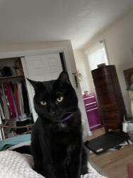 Lost Male Cat last seen Leland Way and South Street., Plymouth, MA 02360