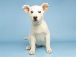 Shelter Stray Female Dog last seen 32ND ST AND VAN BUREN, 5501 E Van Buren St, Phoenix, AZ 85008, USA