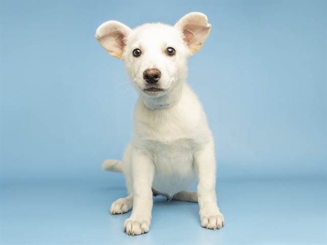 Shelter Stray Female Dog last seen 32ND ST AND VAN BUREN, 5501 E Van Buren St, Phoenix, AZ 85008, USA