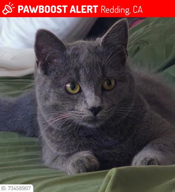 Lost Female Cat last seen Market and Quartz, Redding, CA 96003
